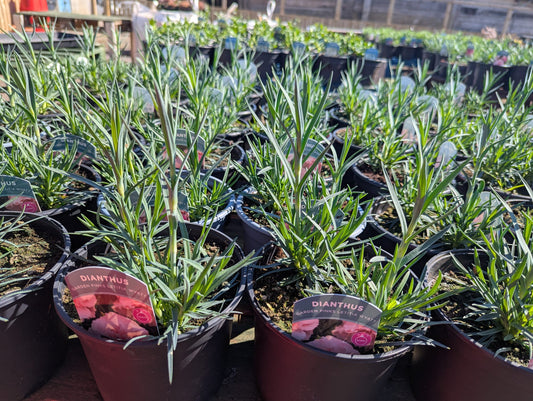 Dianthus - Garden Pinks Letitia Wyatt