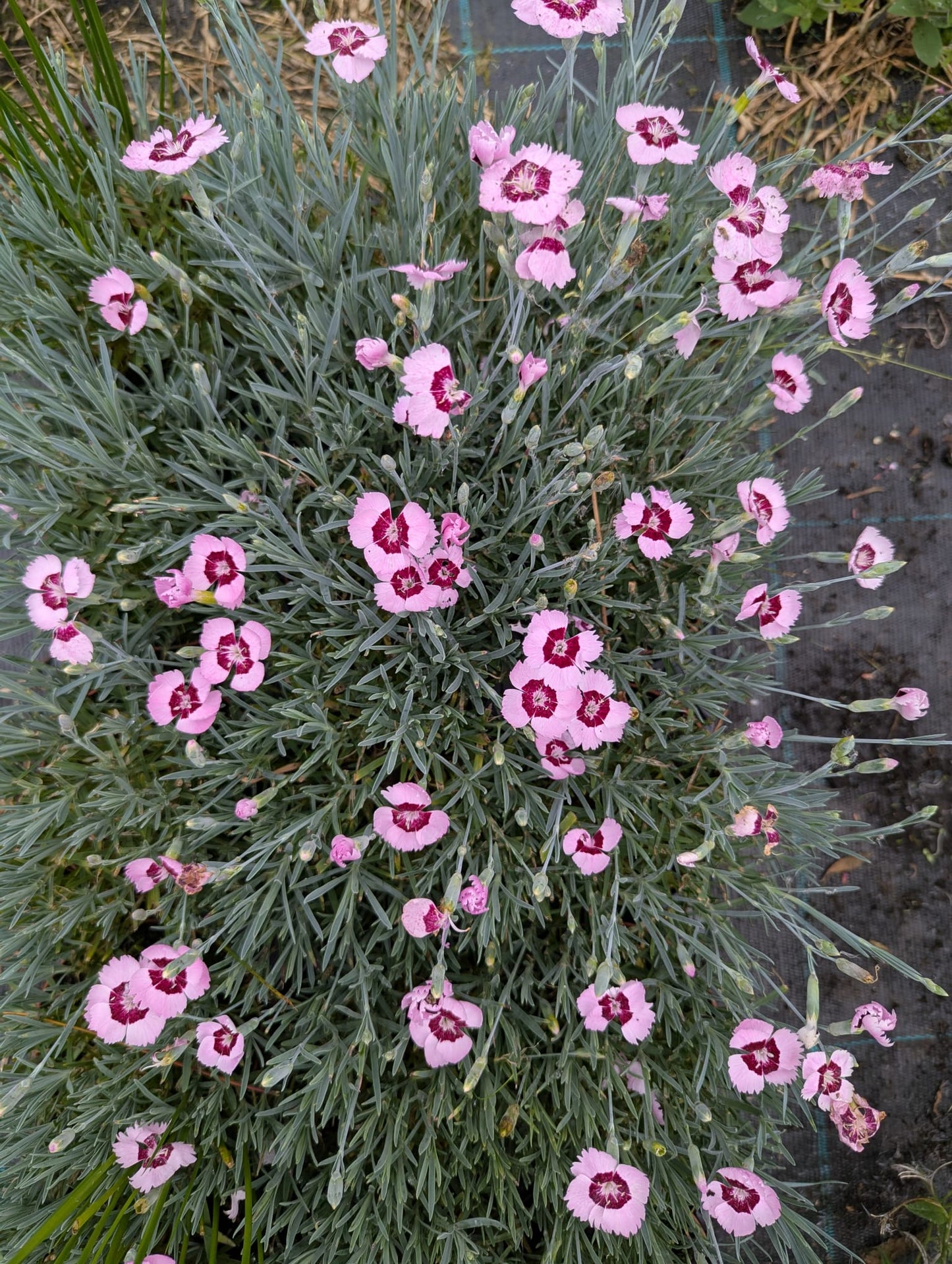 Dianthus-small