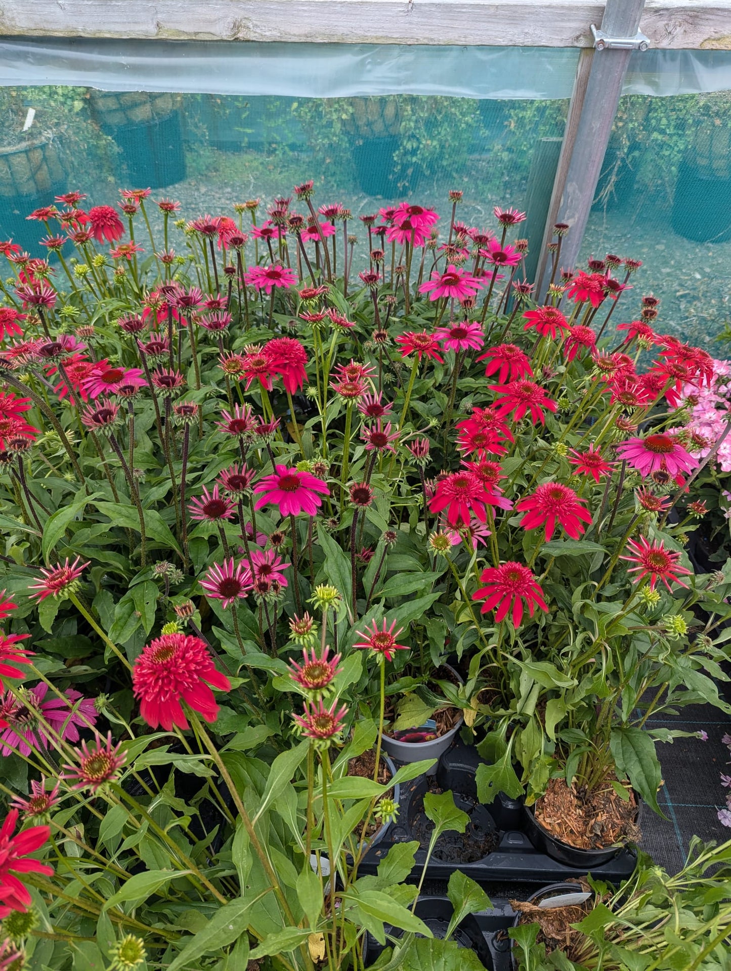 Echinacea (Coneflower)