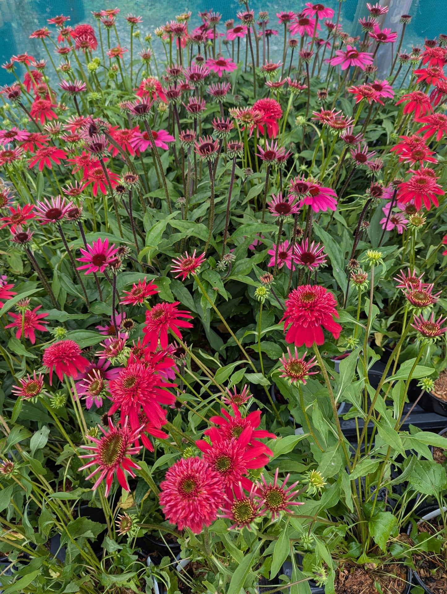 Echinacea (Coneflower)