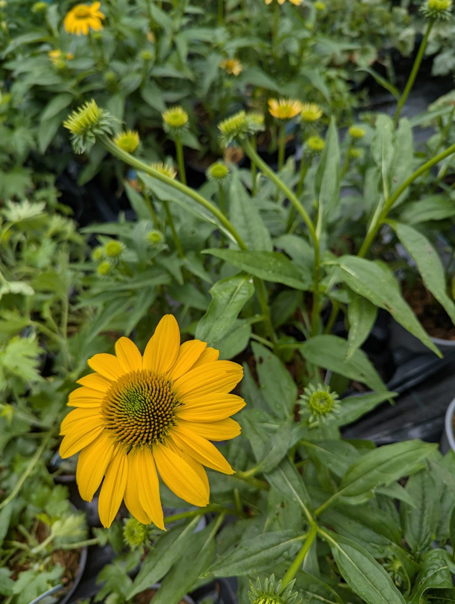 Echinacea (Coneflower)
