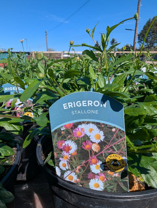 Erigeron - Stallone