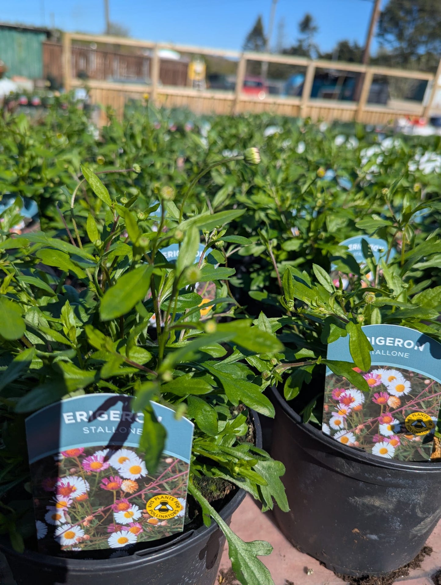 Erigeron - Stallone