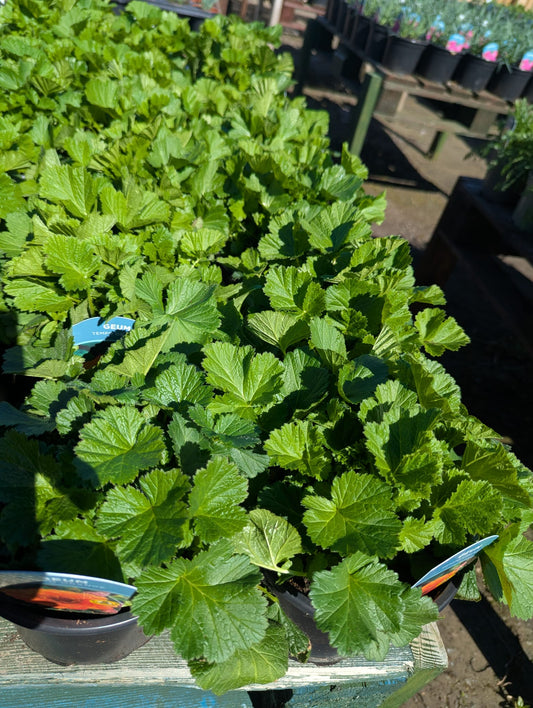 Geum - Tempo Orange