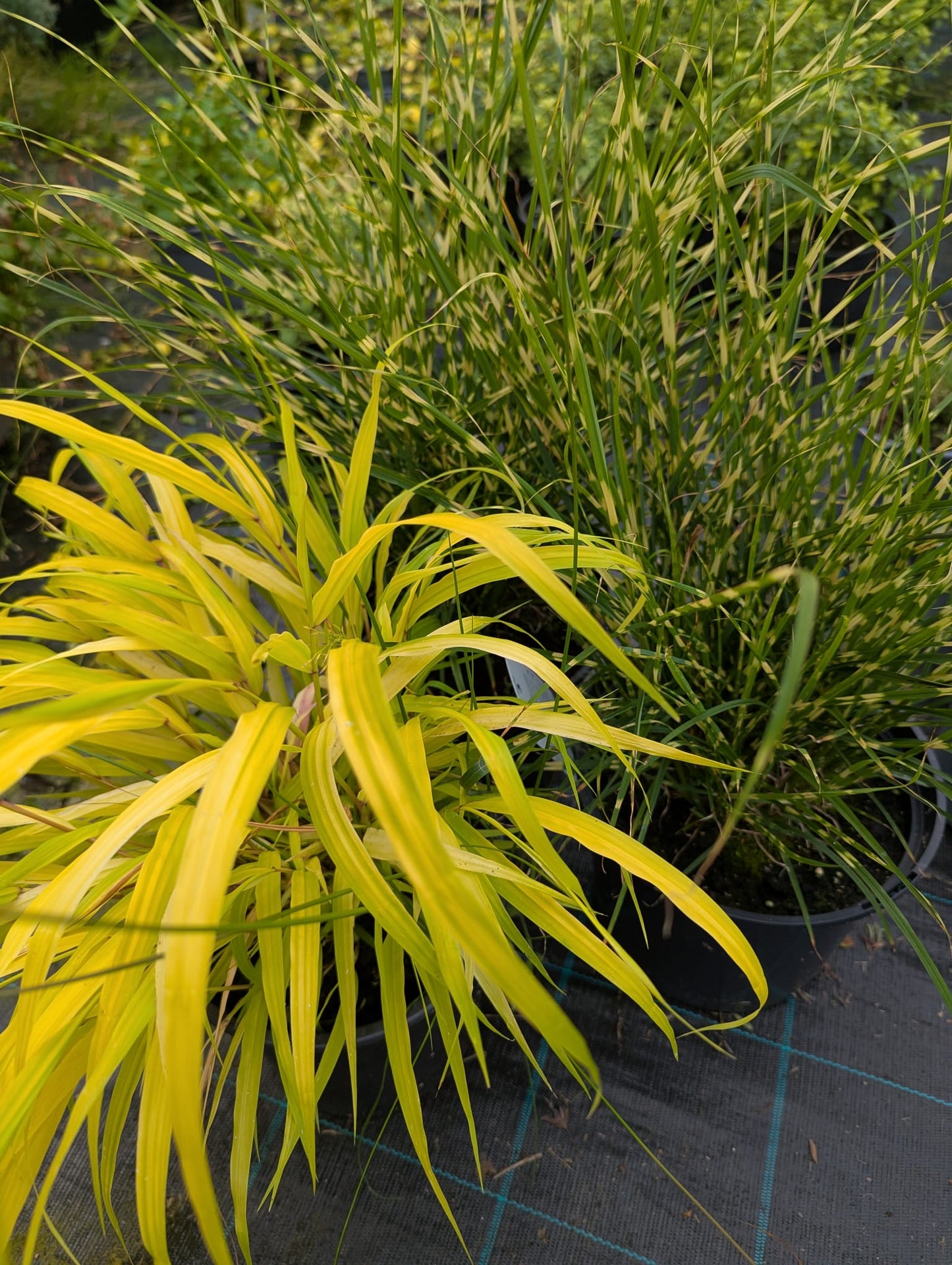 Grass varieties