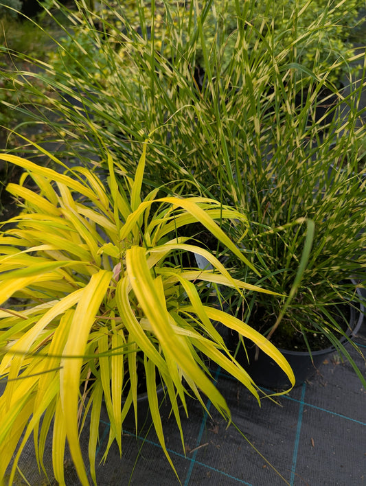 Grass varieties