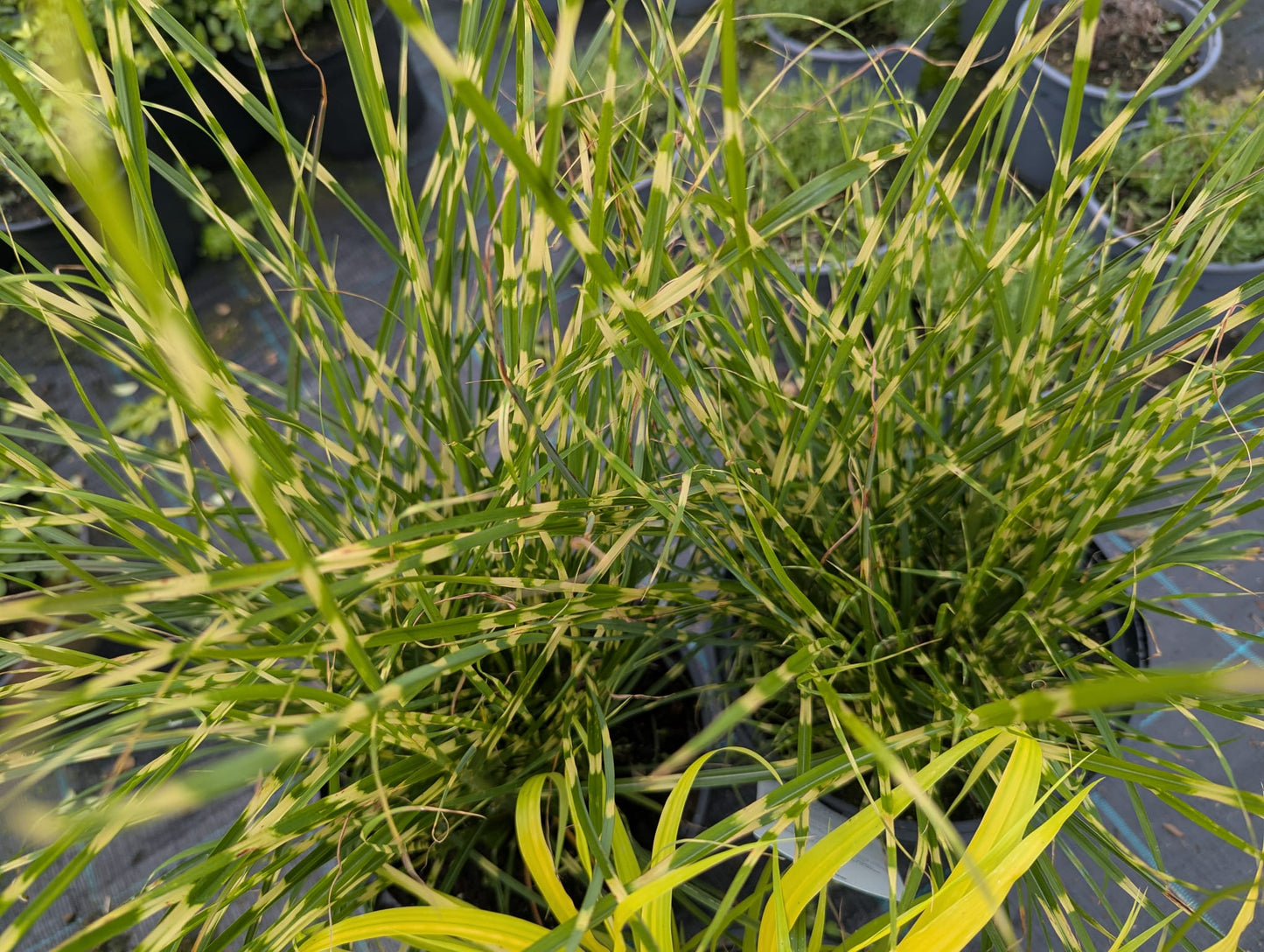 Grass varieties