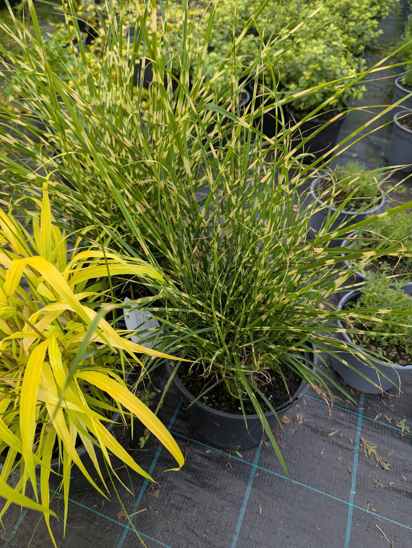 Grass varieties