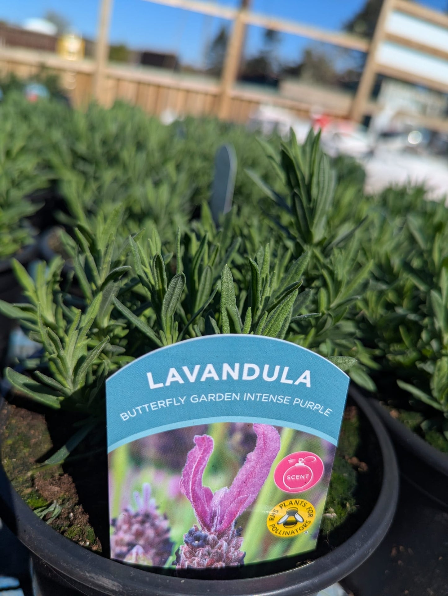Lavandula - Butterfly Garden Intense Purple