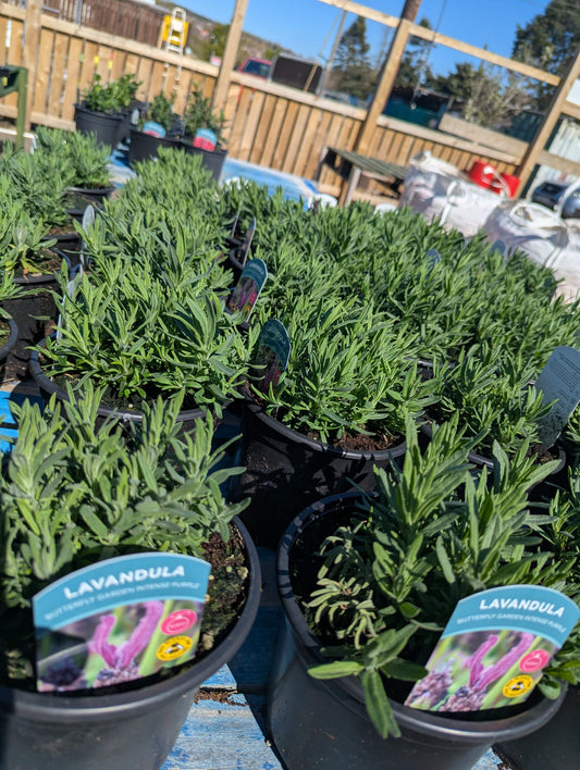 Lavandula - Butterfly Garden Intense Purple