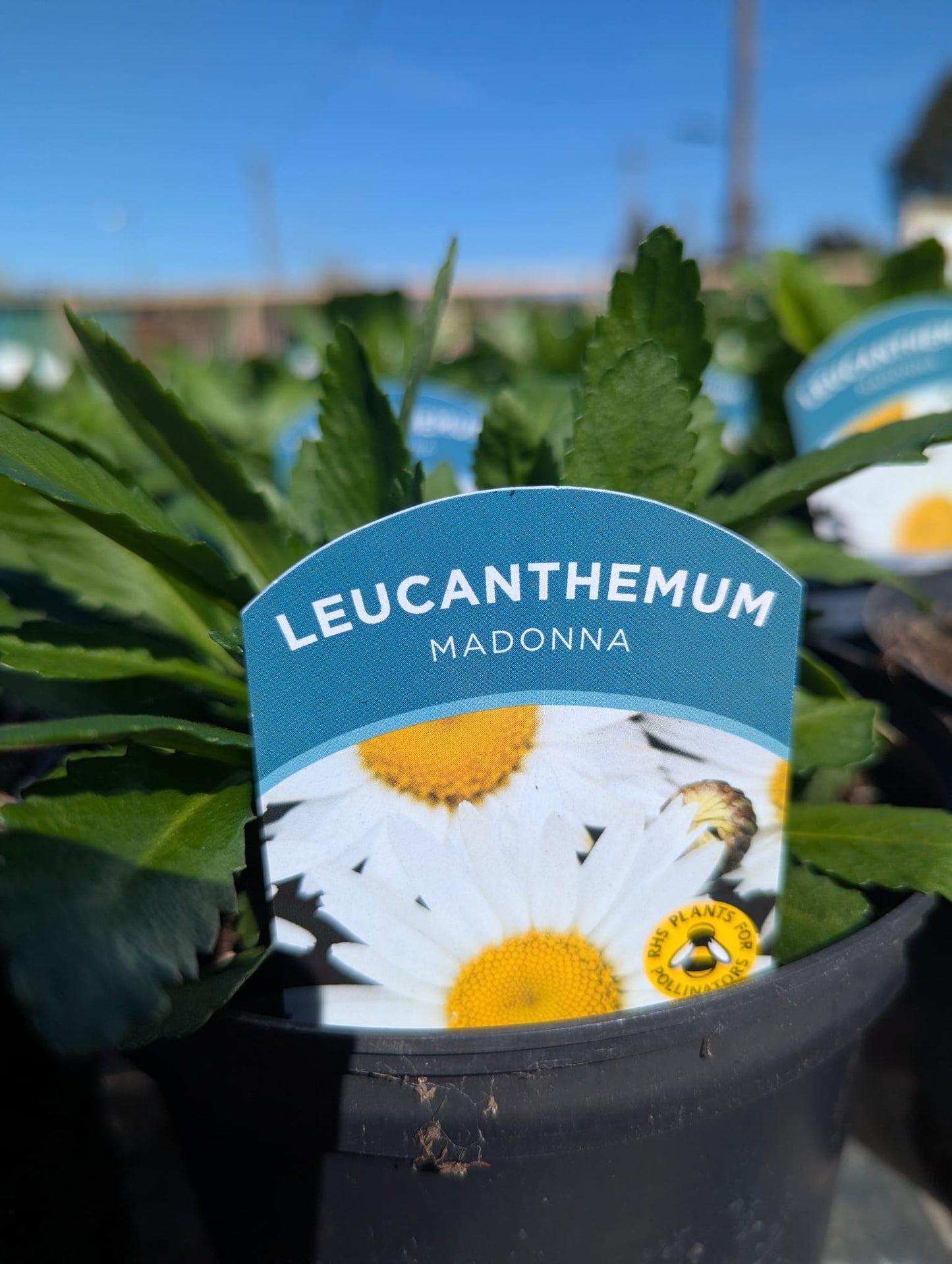 Leucanthemum - Madonna