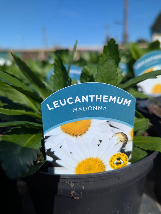 Leucanthemum - Madonna