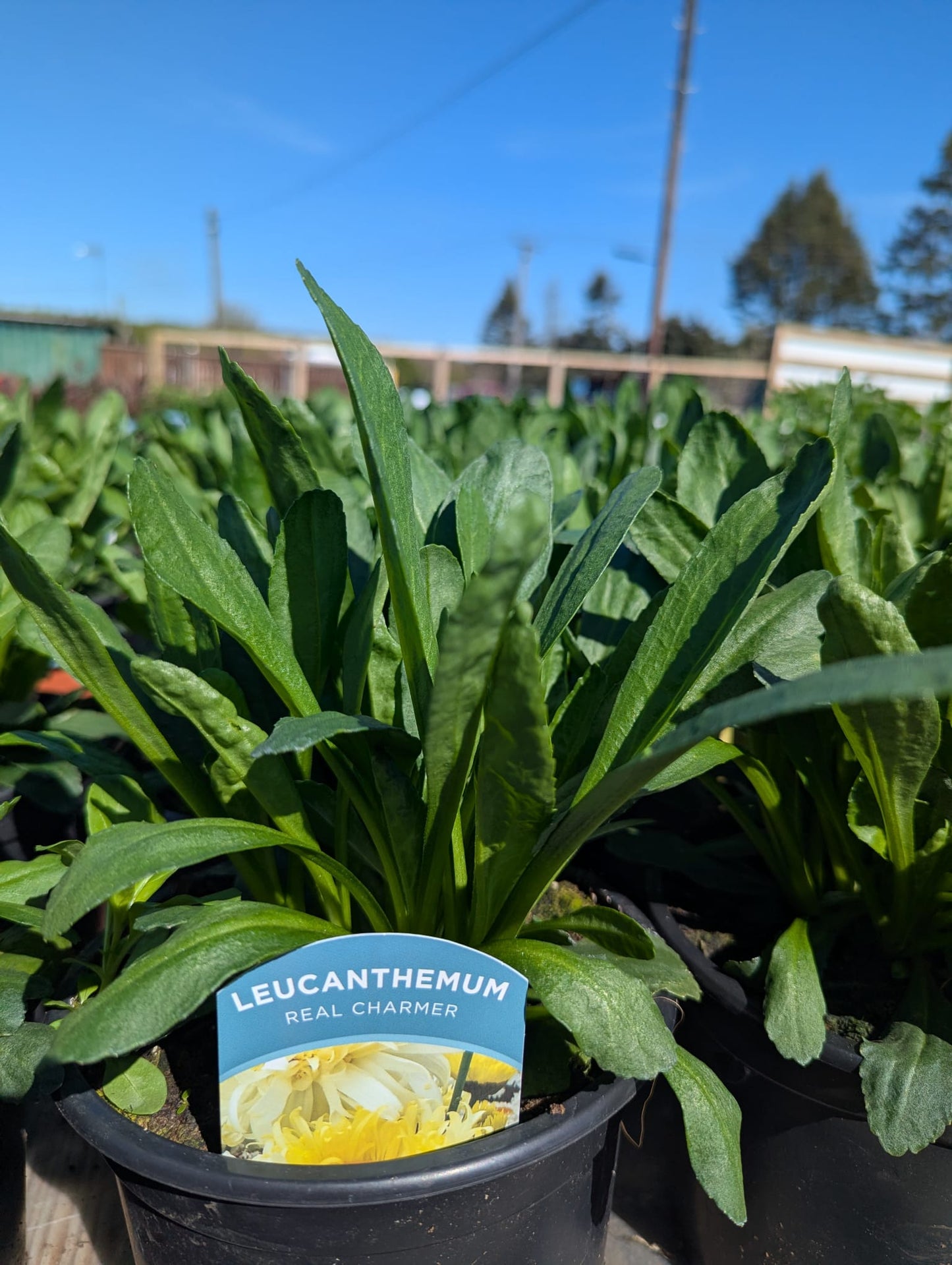 Leucanthemum - Real Charmer