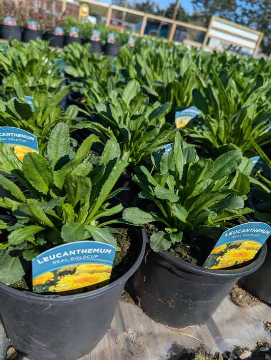 Leucanthemum - Real Goldcup