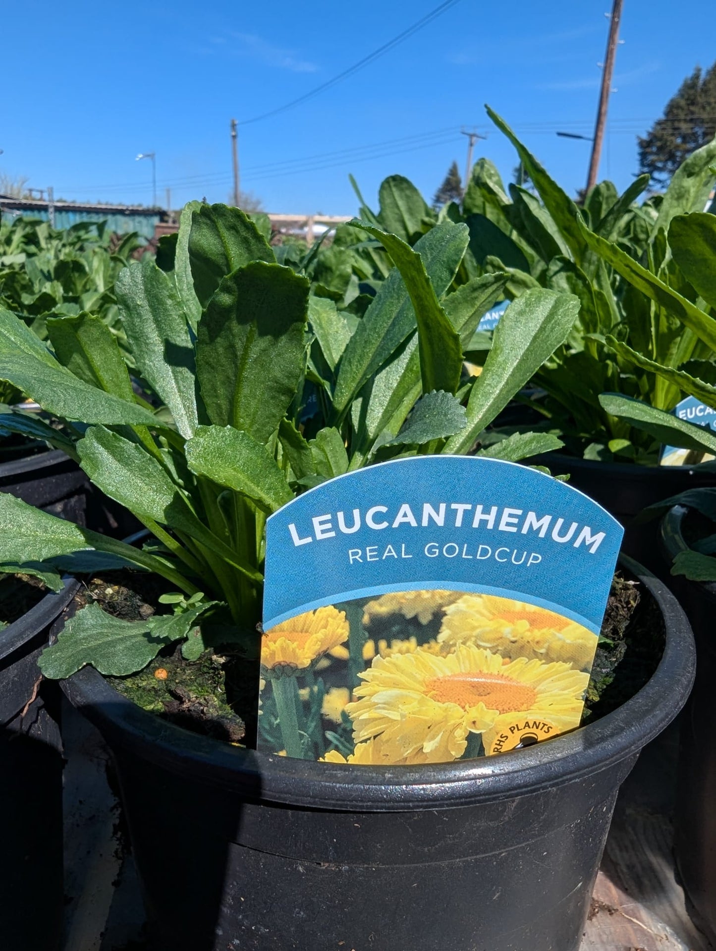 Leucanthemum - Real Goldcup