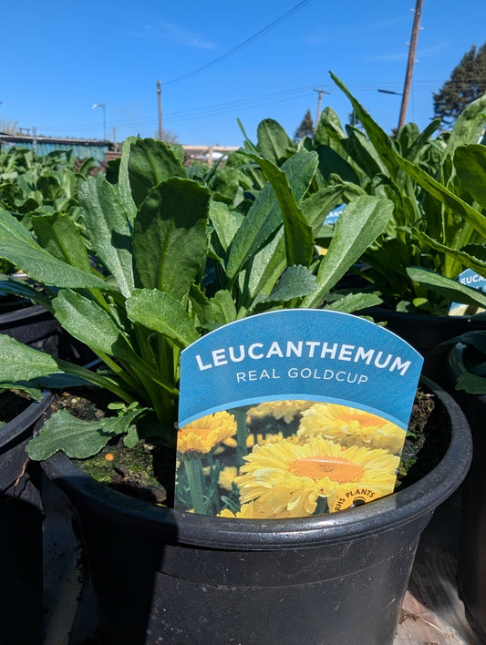 Leucanthemum - Real Goldcup