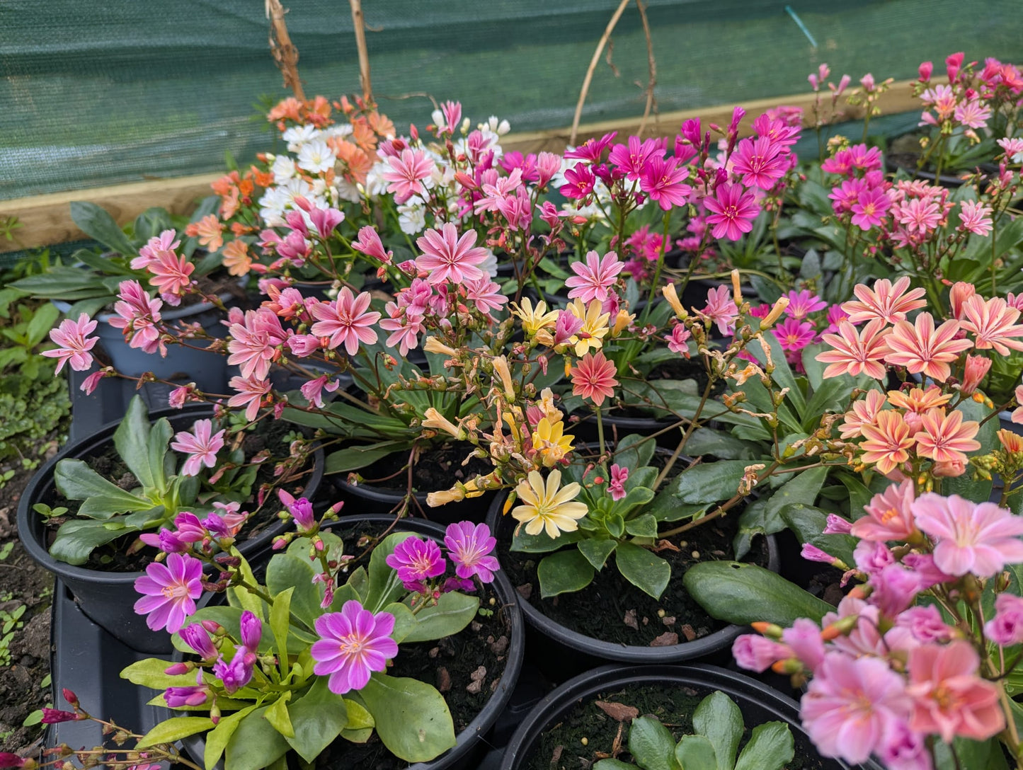Lewisia Cotyledon - small pot