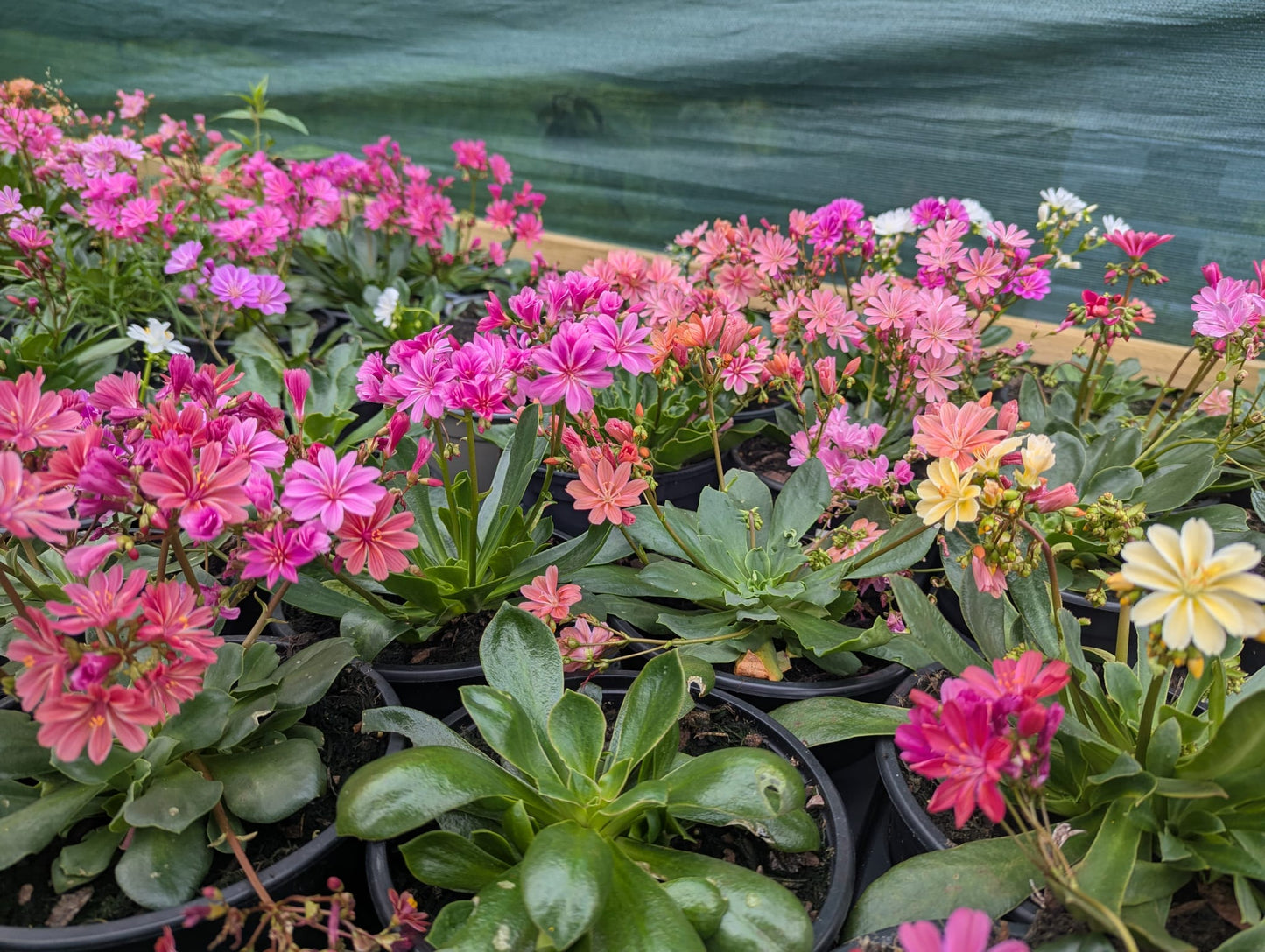Lewisia Cotyledon - small pot
