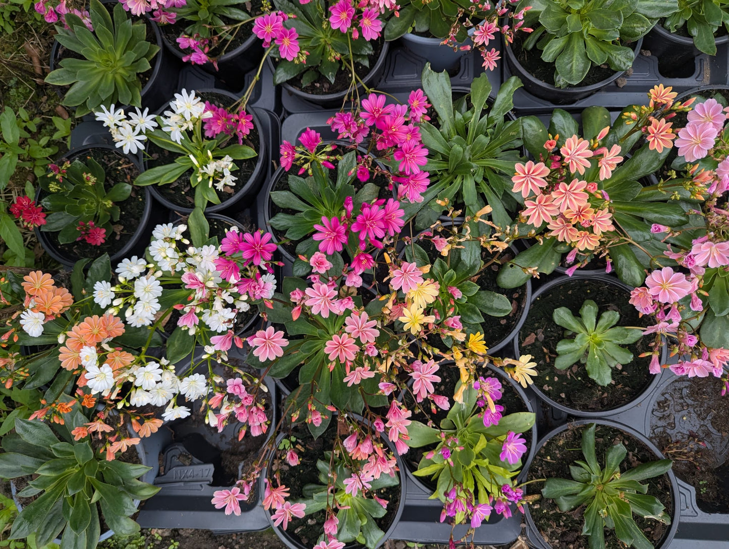 Lewisia Cotyledon - small pot