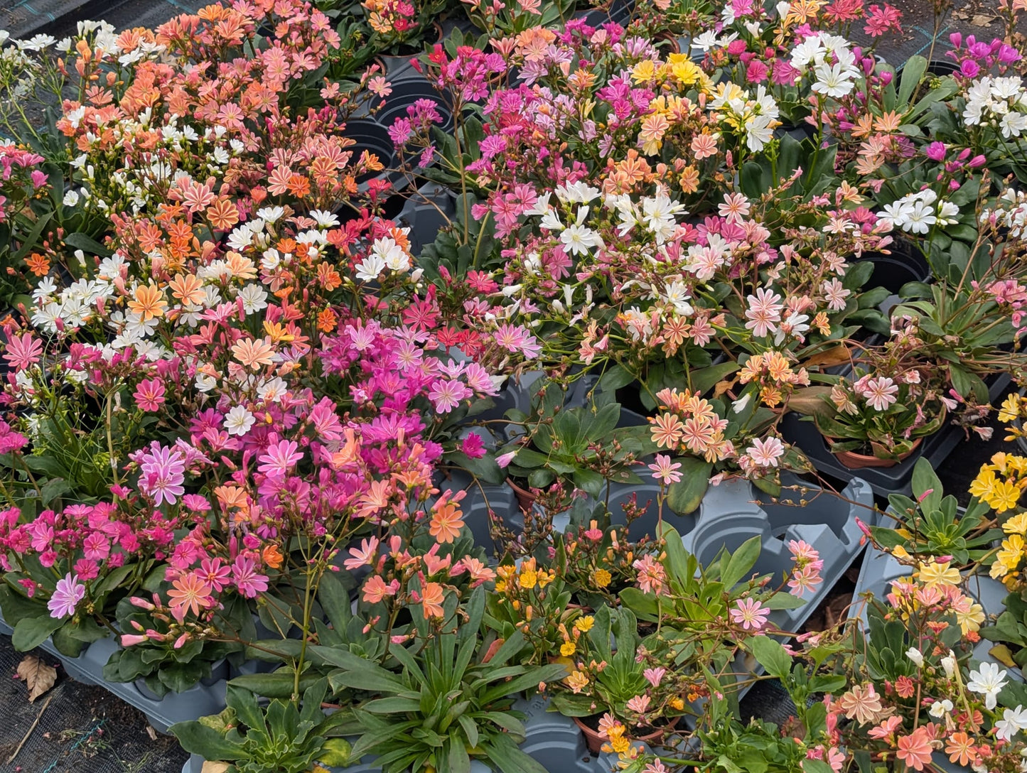 Lewisia Cotyledon - small pot
