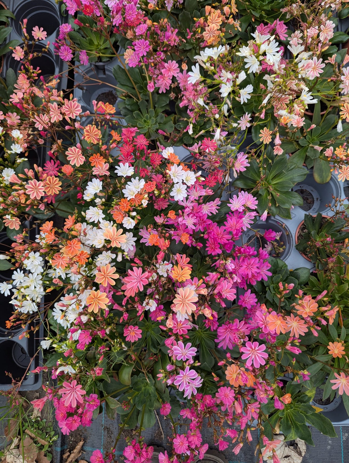 Lewisia Cotyledon - small pot