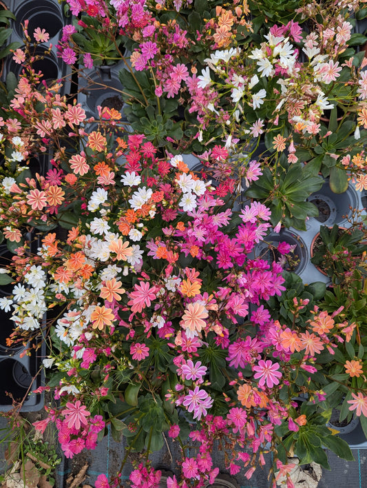 Lewisia Cotyledon - large pot