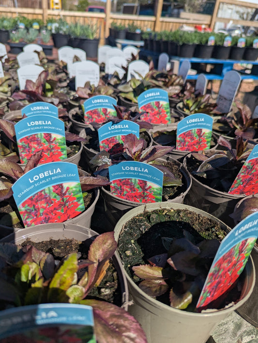 Lobelia - Starship Scarlet Bronze Leaf