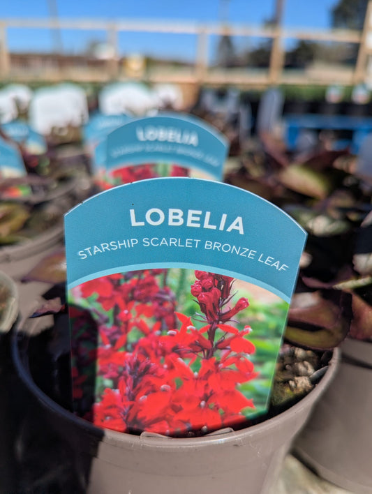 Lobelia - Starship Scarlet Bronze Leaf