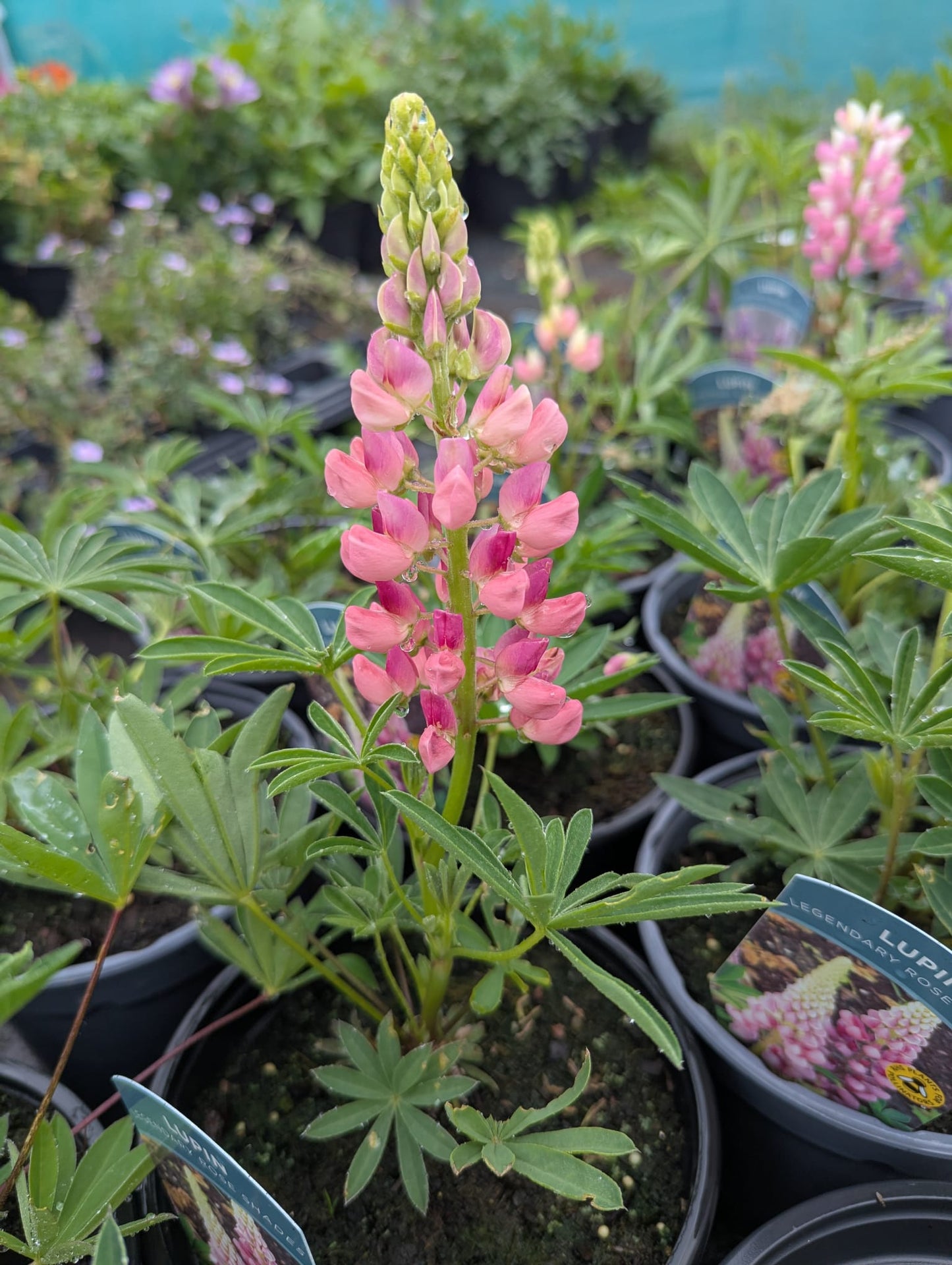 Lupins