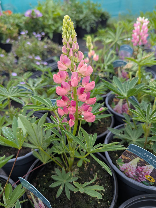 Lupins