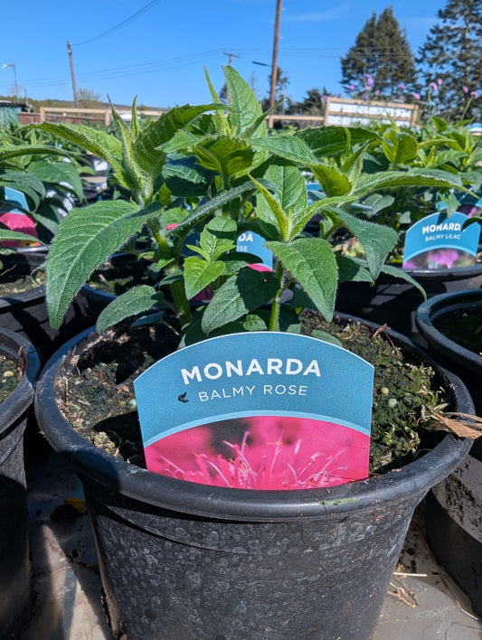 Monarda - Balmy Rose