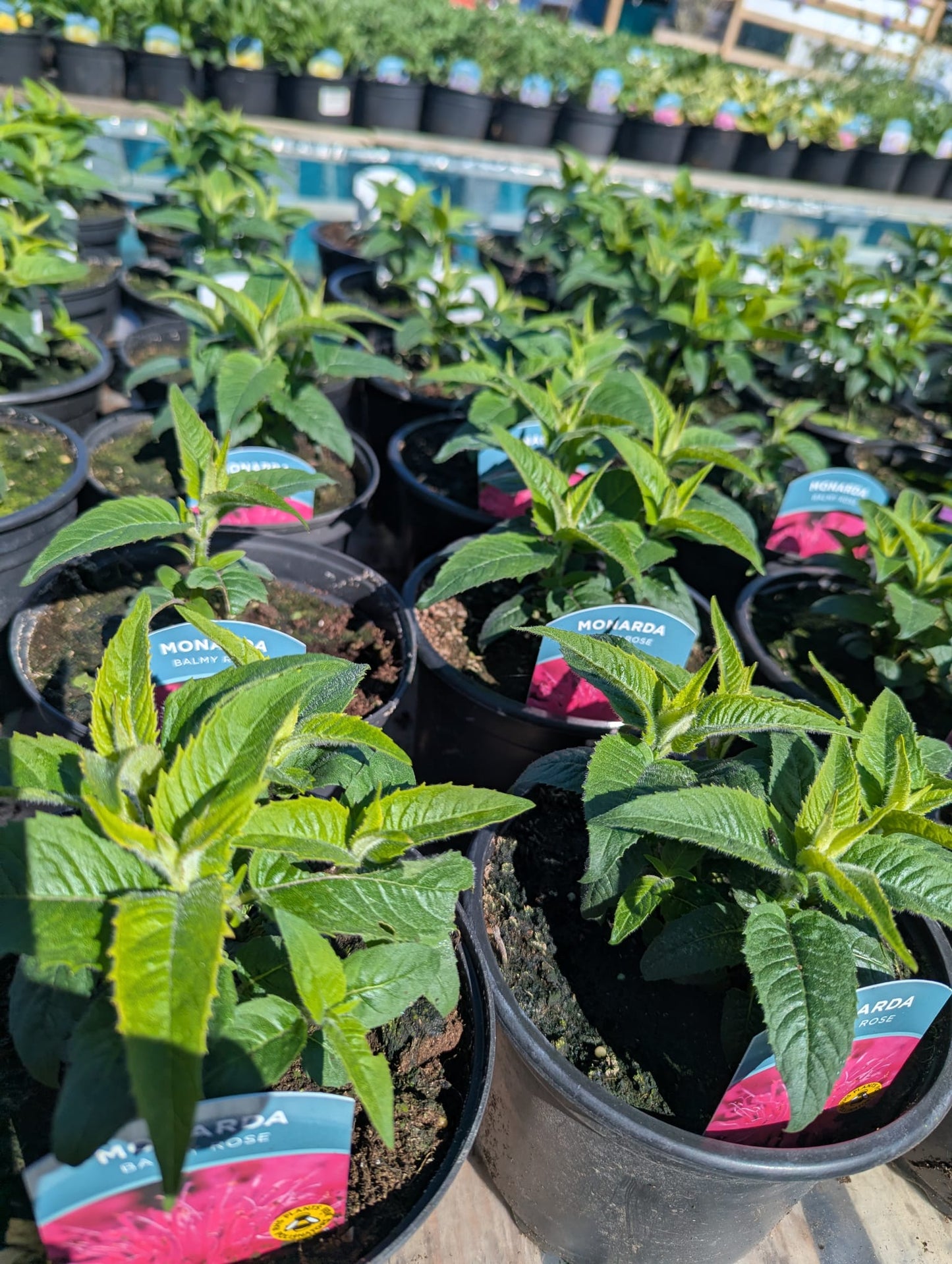 Monarda - Balmy Rose