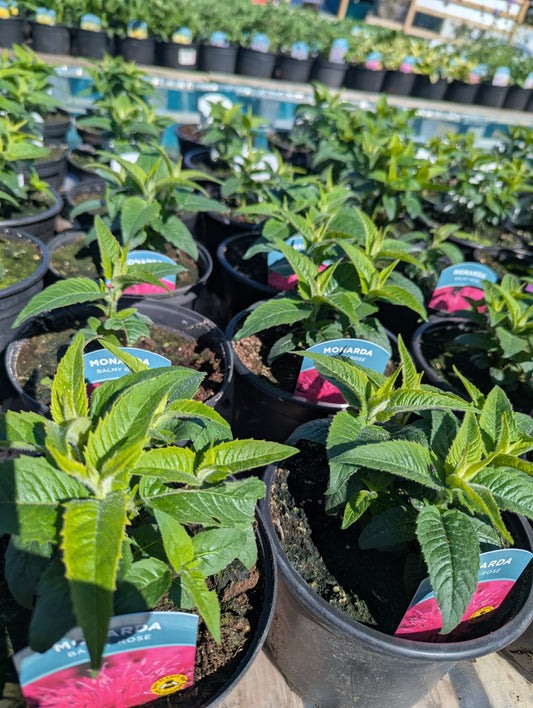 Monarda - Balmy Rose
