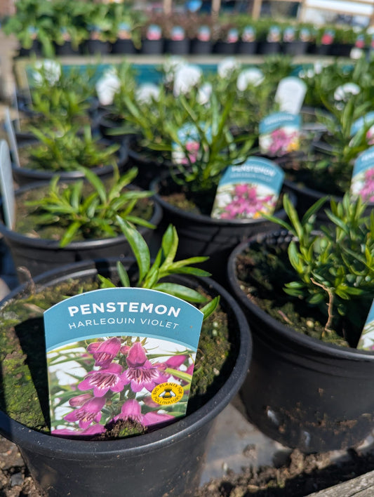 Penstemon - Harlequin Violet