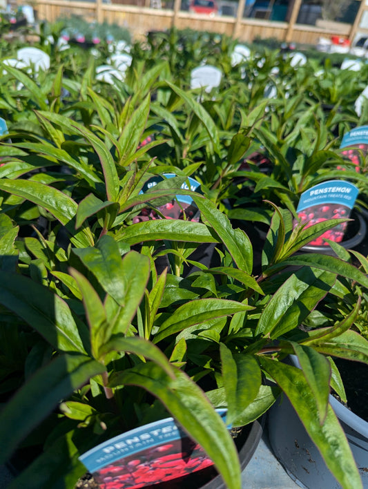 Penstemon - Mountain Treats Red