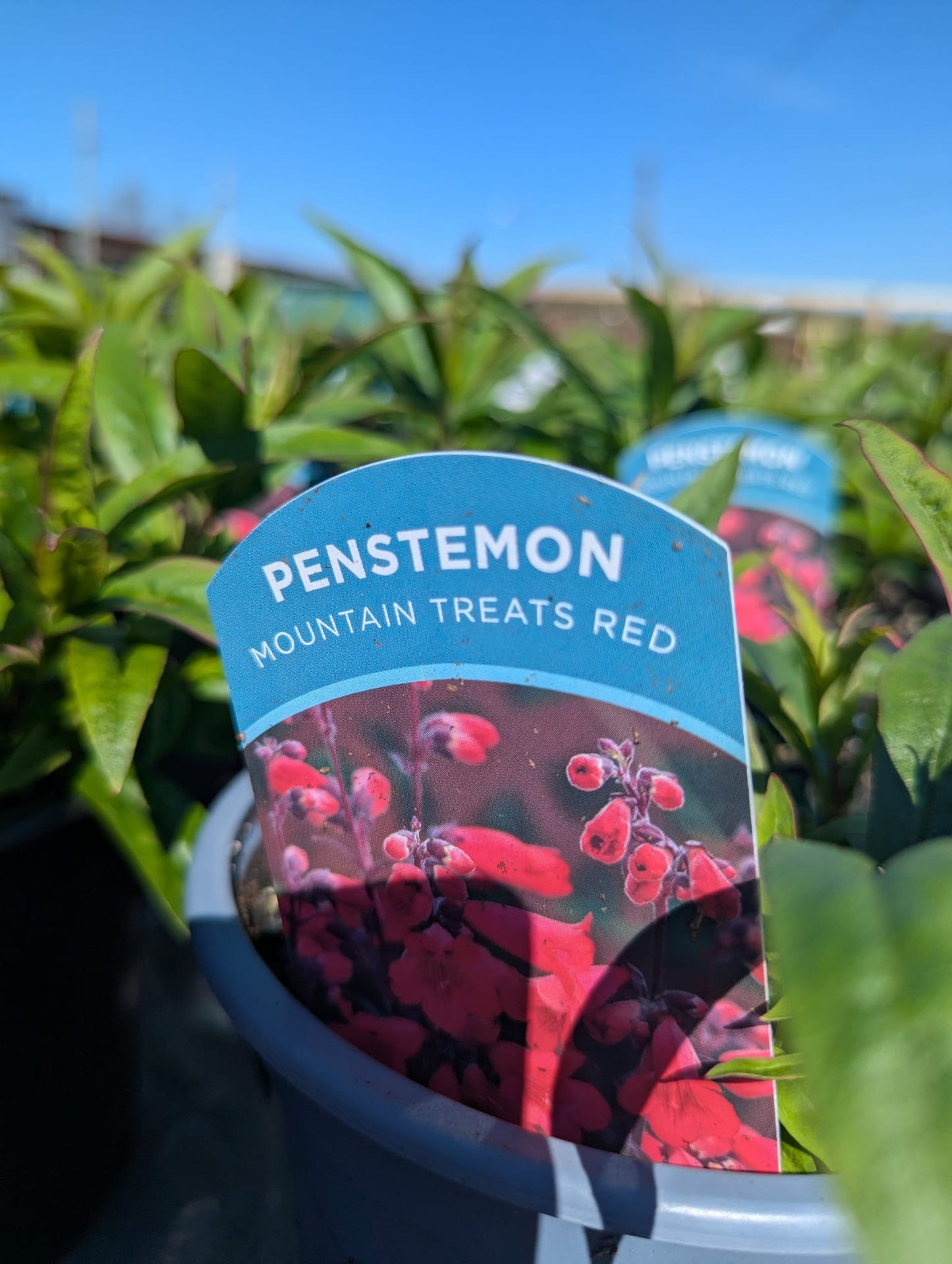 Penstemon - Mountain Treats Red