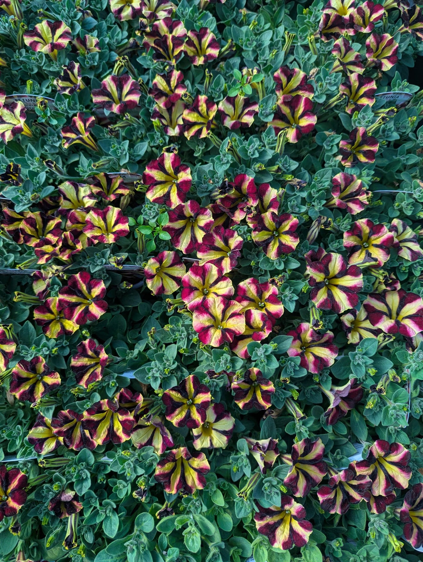 Petunia - Fiesta