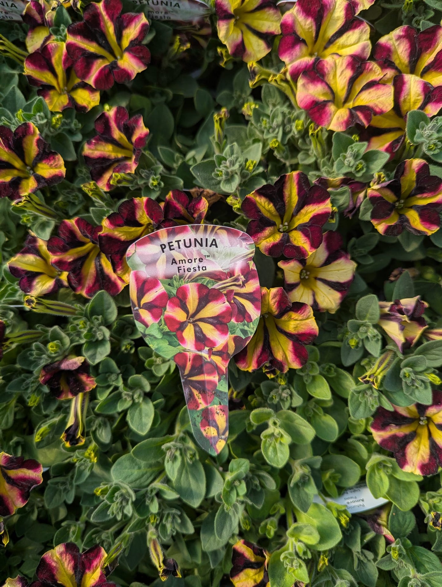 Petunia - Fiesta
