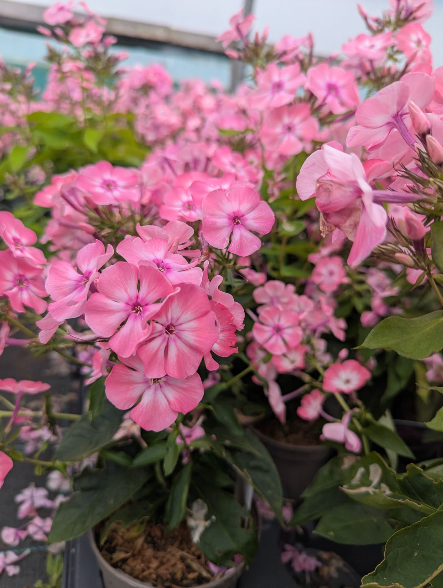 Phlox