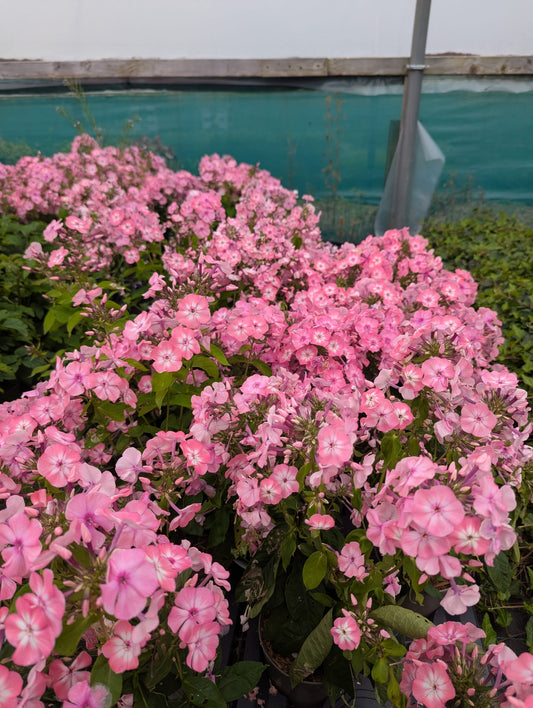 Phlox