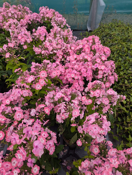 Phlox