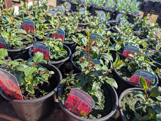 Phygelius - Colourburst Deep Red