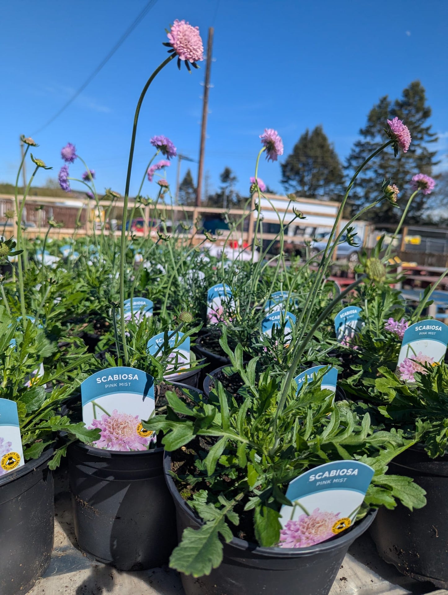 Scabiosa - Pink Mist