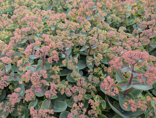 Sedum-Coraljade