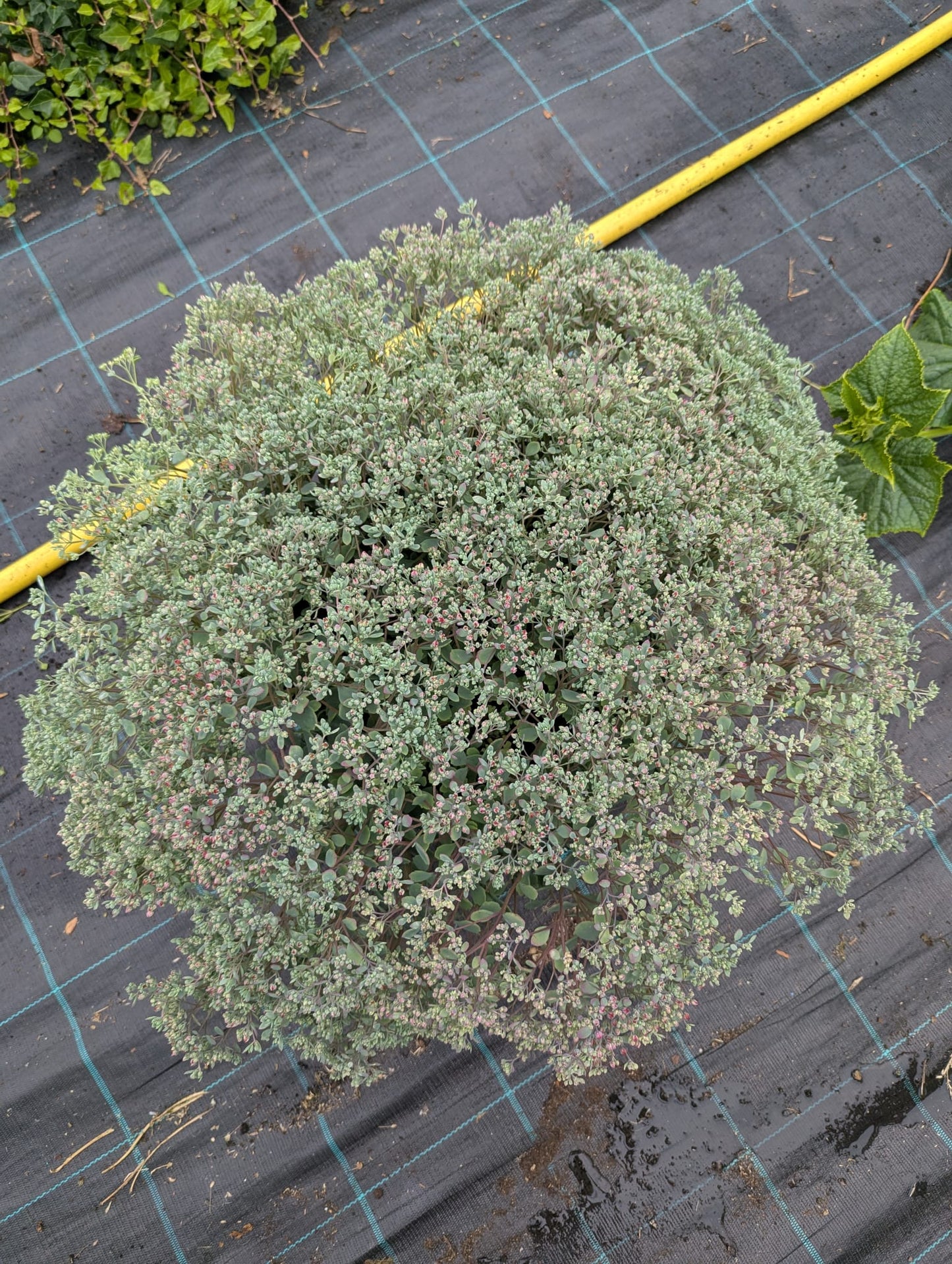 Sedum-Cauticola
