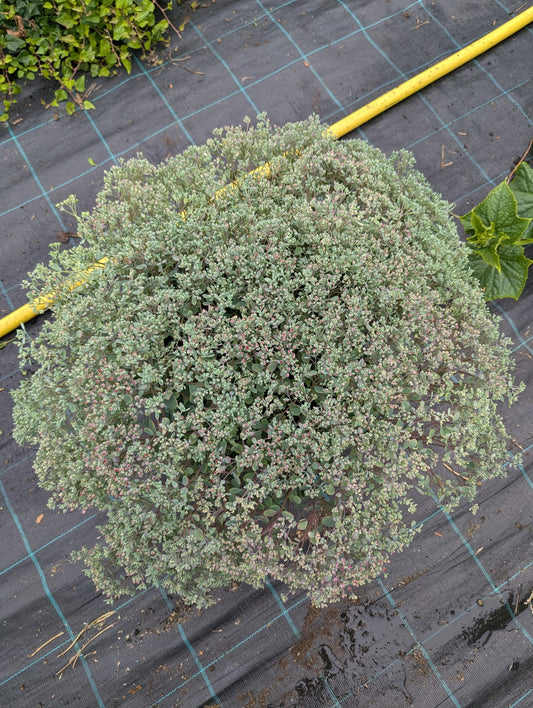 Sedum-Cauticola