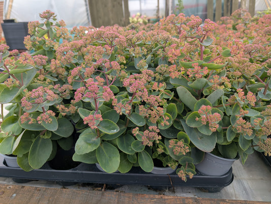 Sedum-Coraljade