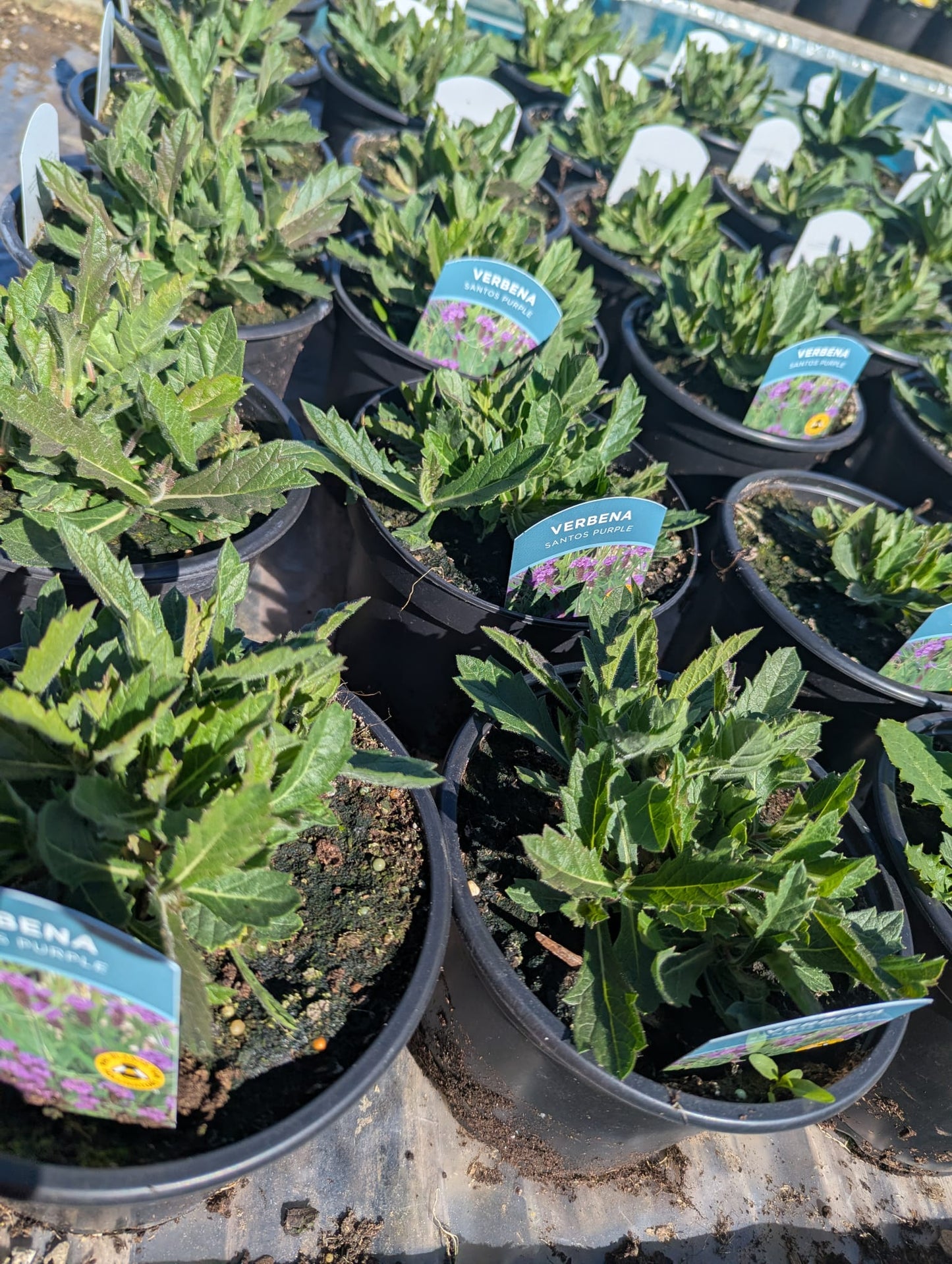 Verbena - Santos Purple