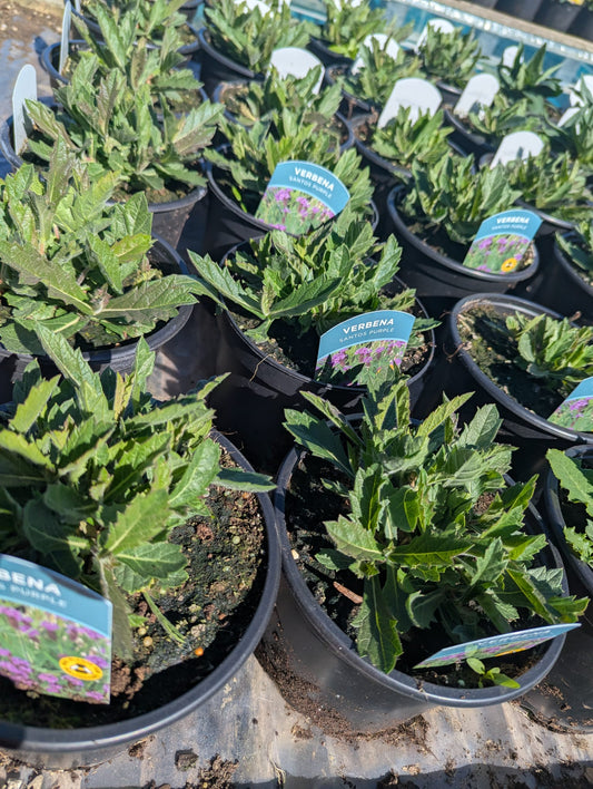 Verbena - Santos Purple