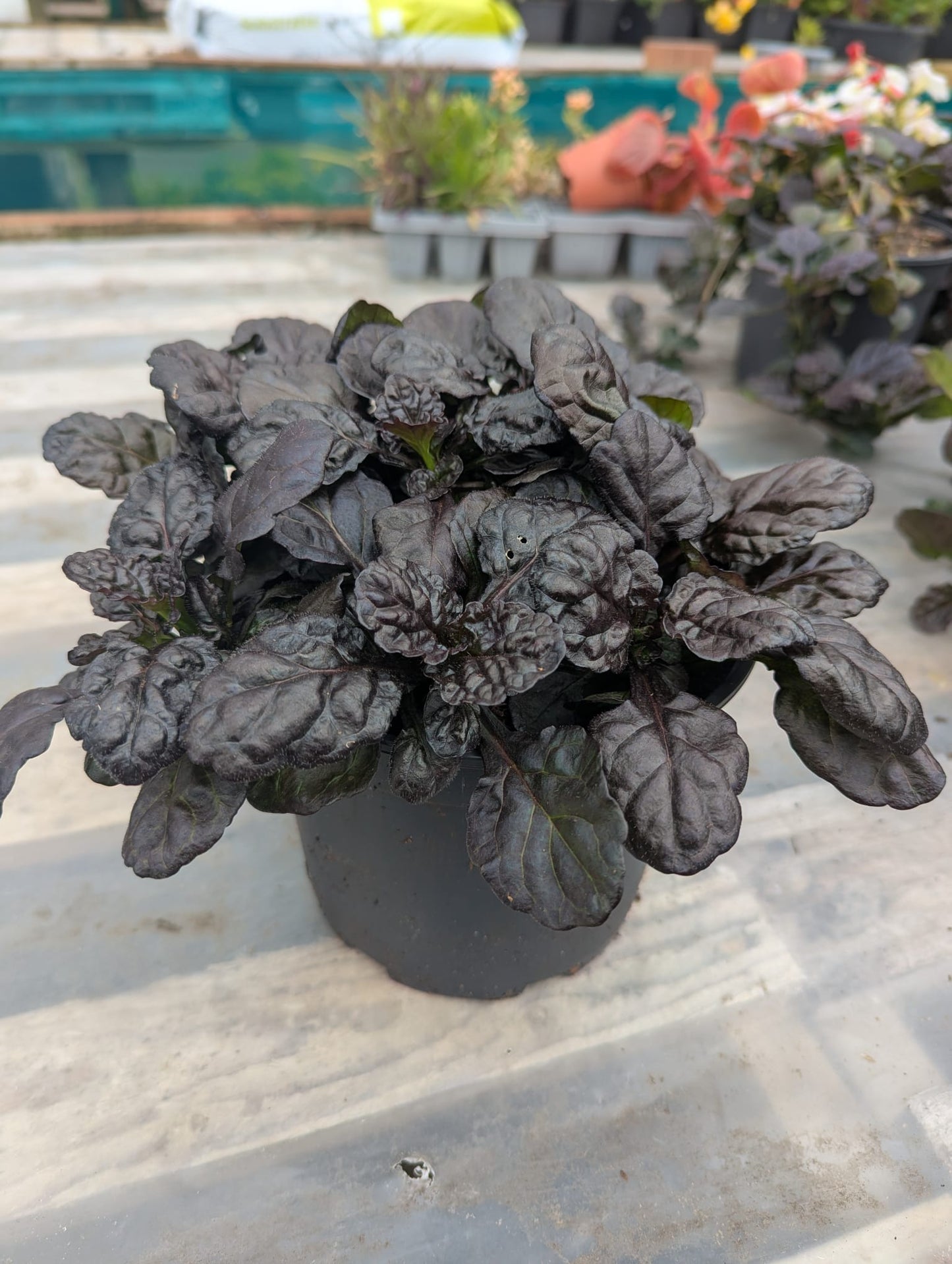 Ajuga Braunherz